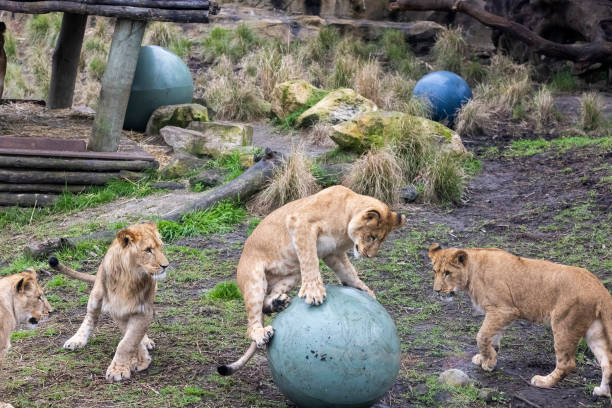 AUS: First Birthday Celebrations For Taronga Zoo Lion Cubs