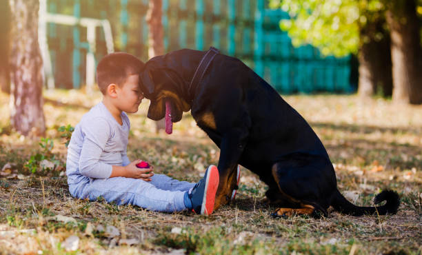 little boy with big dog - rottweiler stock pictures, royalty-free photos & images