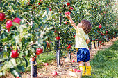 Little toddler boy picking up red apples in apple garden. Harvesting fruit. Autumn season lifestyle.
