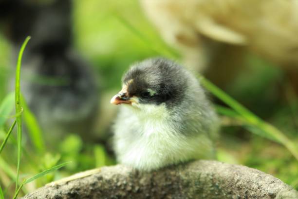 A little young chicken chick in the grass in front of a potions
