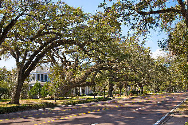 live oaks spanning government street in oakleigh gardents historic picture