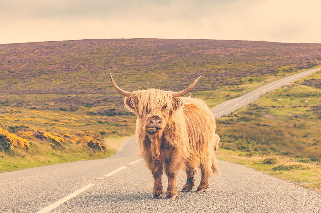 Highland Cattle on Road