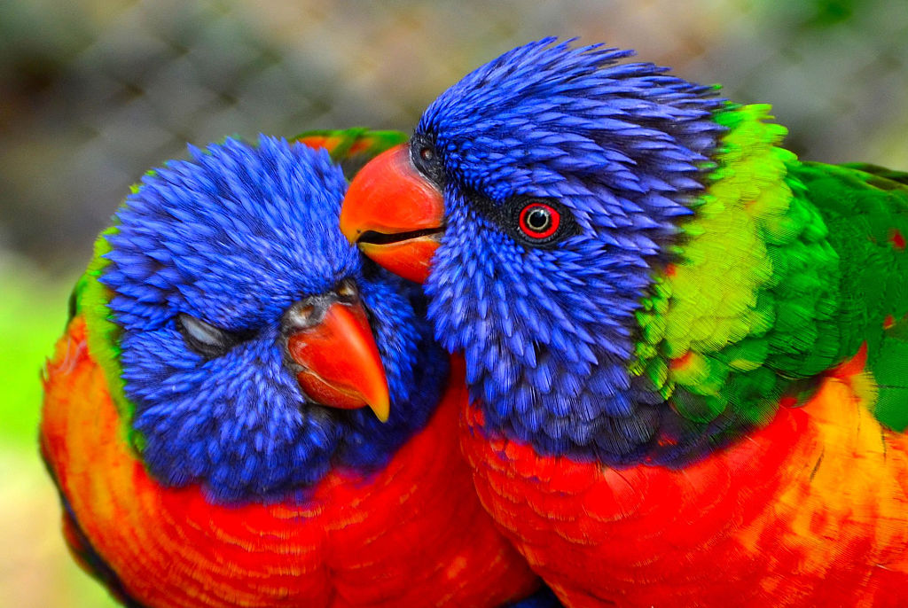 Lorikeet Parrots