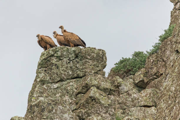 Low angle view of birds perching on rock against clear sky,Extremadura,Spain