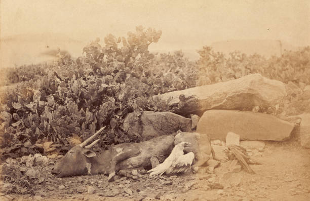 Madras famine, the day after - Tamil Nadu, India, 1876. Madras Famine 1876-1878.