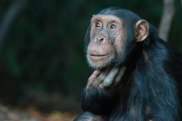 mahale national park chimpanzee picture