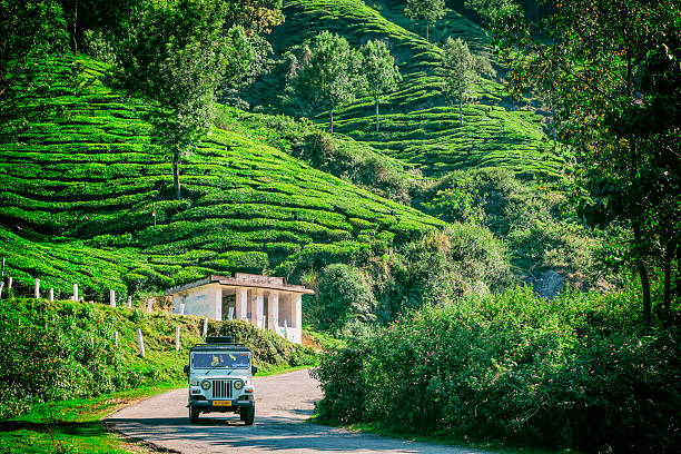 mahindra driving through tea plantations in munnar, india - munnar stock pictures, royalty-free photos & images