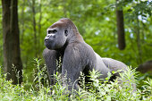Make silverback gorilla in the forest of central Africa
