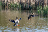 Male and female mallard duck coming into land on lake water