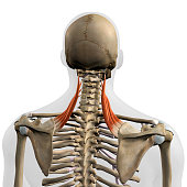 Male Levator Scapulae Back Muscles in Isolation on Skeleton