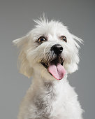 Maltese bichon dog portrait
