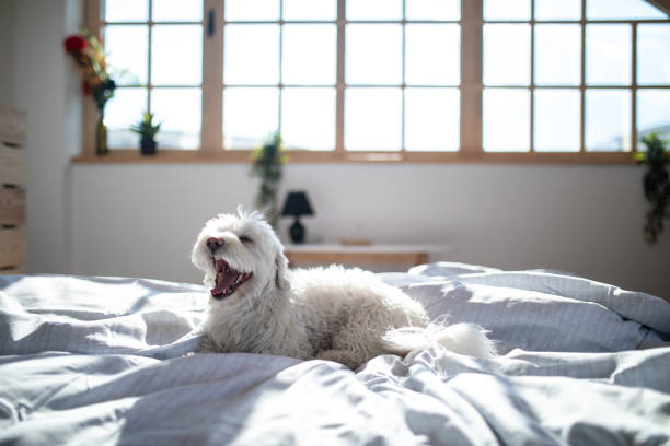 maltese dog on bed with open snout - beautiful dog stock pictures, royalty-free photos & images