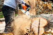 Man cutting a large tree stump with chainsaw