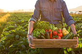 Man holding crate ob fresh vegetables