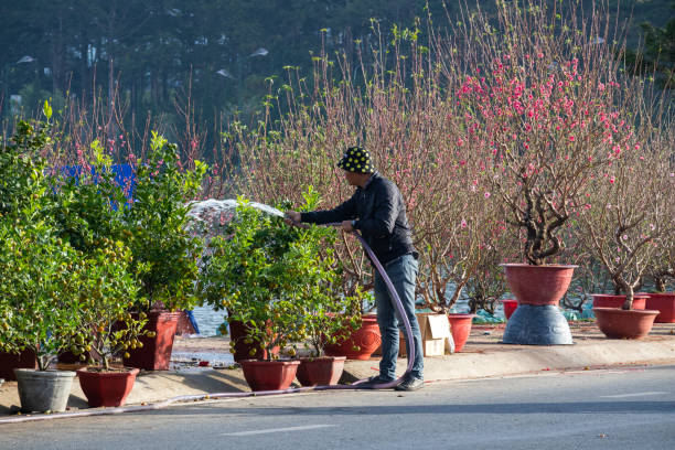 Man taking carr of kumquat and peach flower for selling in market