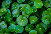 Many Green Asiatic leafs with water droplets which Asian people such as China and India