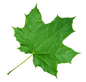Maple Leaf isolated - Green