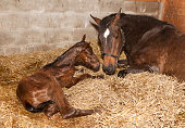 Mare with foal after birth