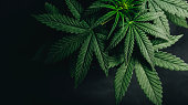marijuana cannabis leaf background