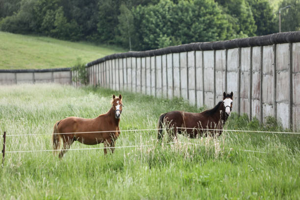 DEU: Horses In The Border Section