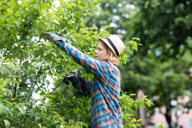 tree removal services