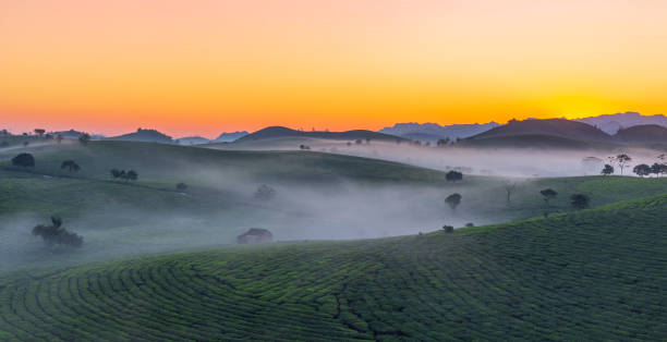 Moc Chau tea hill,Scenic view of agricultural field against sky during sunset,Vietnam