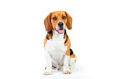 Model shot of young beagle dog