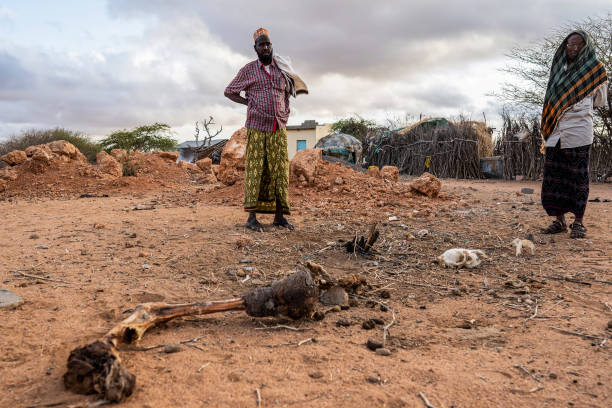 KEN: Drought Ravaging East Africa Bankrupts Farmers