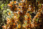 Monarch Butterflies on tree branch in Michoacan, Mexico