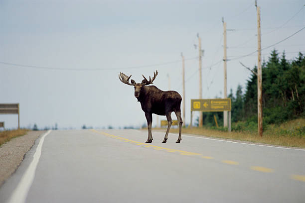 moose standing in highway - a moose stock pictures, royalty-free photos & images