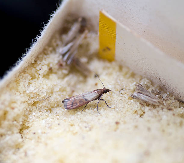Flour Beetles 