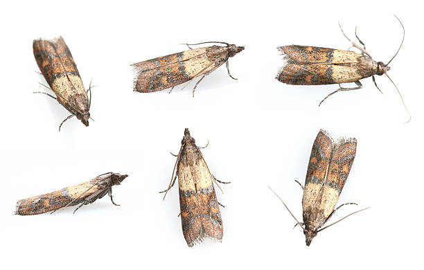 Indian Meal Moths