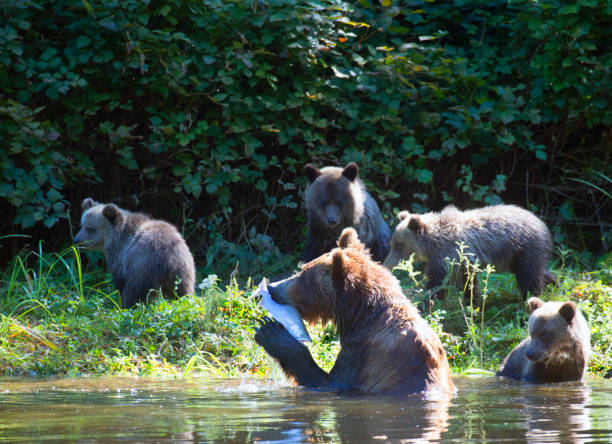 Mother grizzly bear and cubs fishing.