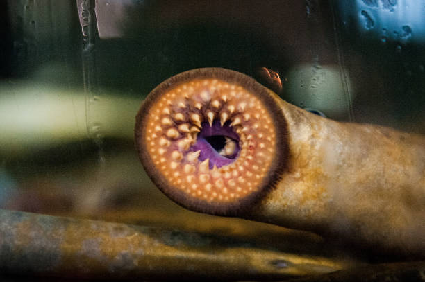 mouth of arctic lamprey - lamprey stock pictures, royalty-free photos & images
