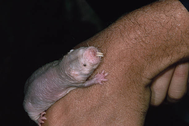 naked mole rat - naked mole rat stock pictures, royalty-free photos & images
