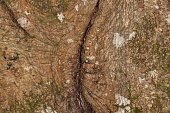 natural crack tree trunk