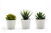 Natural green succulents cactus, Haworthia attenuata in white flowerpot isolated on white background.
