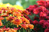Nature: Chrysanthemum