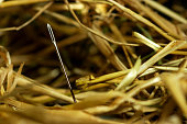 Needle in a hay stack