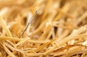 needle in haystack