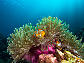 Nemo clownfish in its host anemone with sun rays coming down in the background