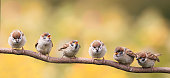 nestlings of a Sparrow sitting on a tree branch