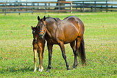 New Baby Equine Horse