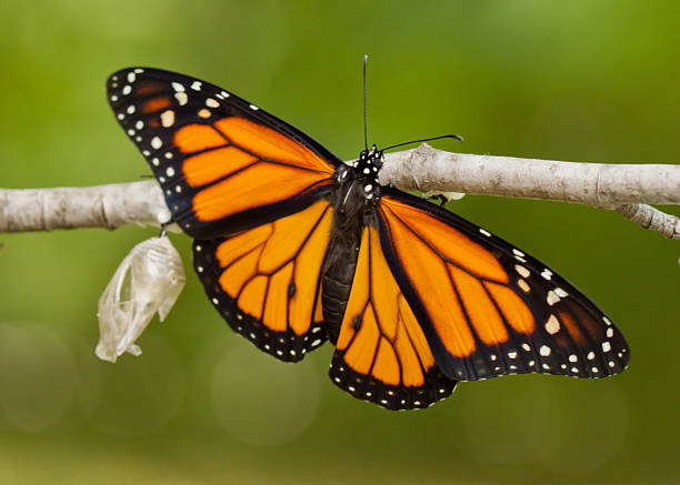 newly emerged monarch butterfly and its chrysalis - borboleta casulo imagens e fotografias de stock