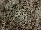 oak moss llichen camoflauged tree bark
