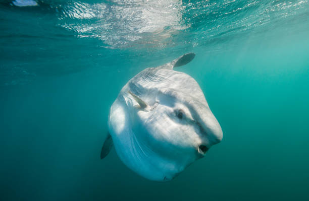 Oceanic sun fish swimming near the surface, east coast South Africa.