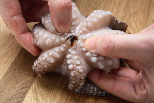 Octopus Schnabel