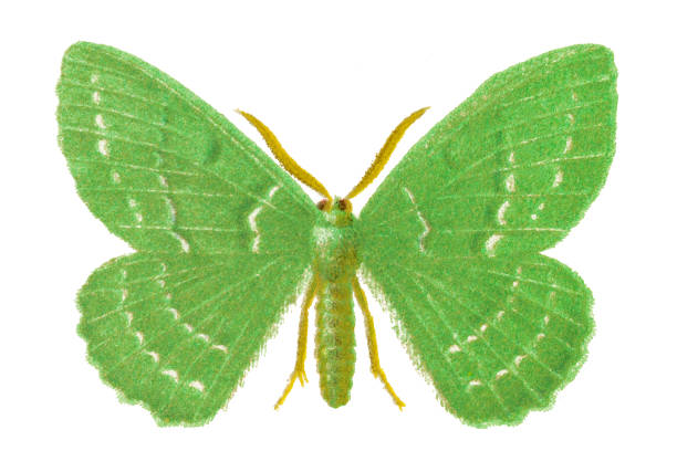Old chromolithograph illustration of moth, The large emerald (Geometra papilionaria)