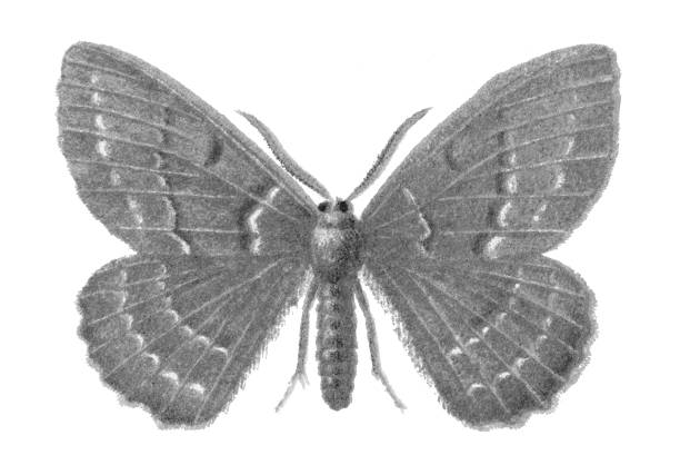 Old chromolithograph illustration of moth, The large emerald (Geometra papilionaria)