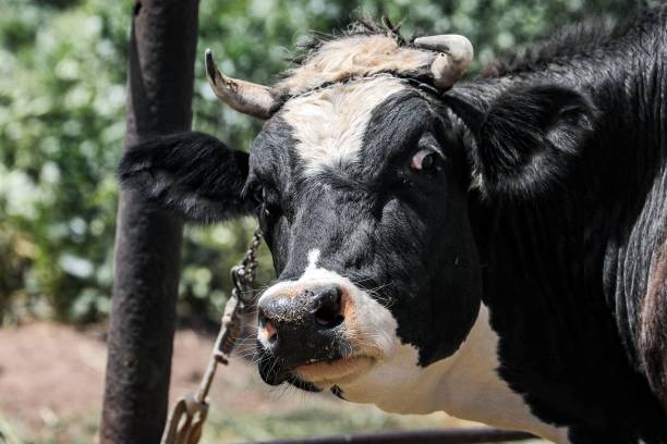 One of the cows of Syrian cattle farmer Saleh Farah, also known as "Abu Ahmed", looks on while at the farm in the village of al-Hayjana in the Badia...